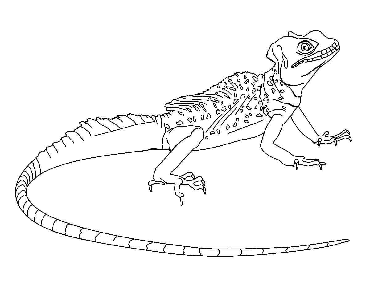 Lagarto Asombroso