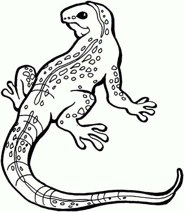 Lagarto Básico