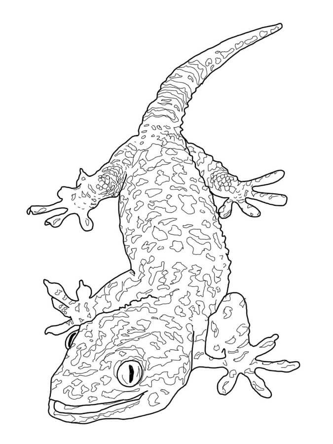 Lagarto Duro