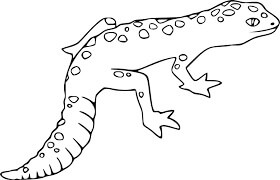 Lagarto Manchado Básico