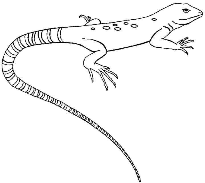 Lagarto Perfecto