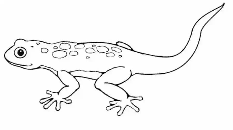 Lagarto Simple