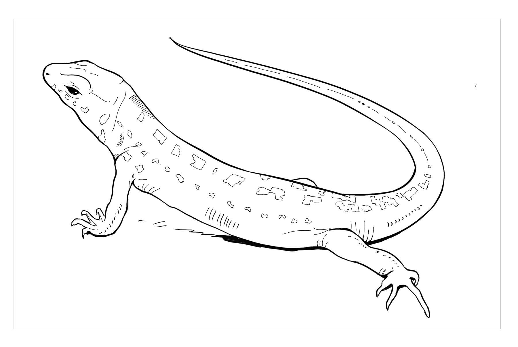 Lagarto de Arena