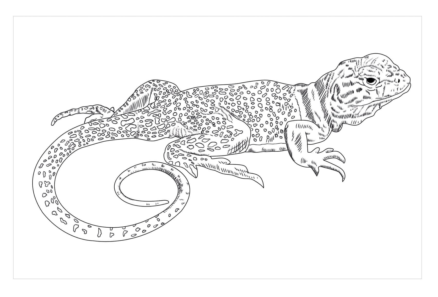 Lagarto de Collar