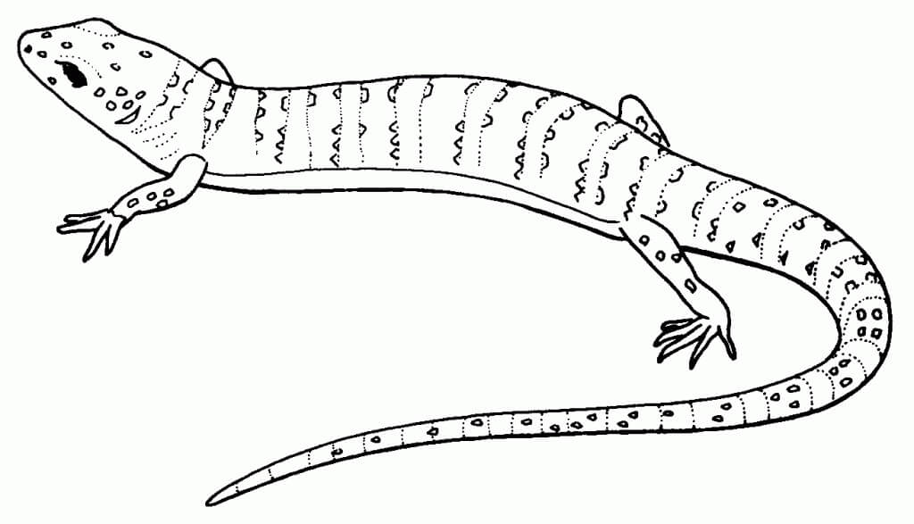 Lagarto