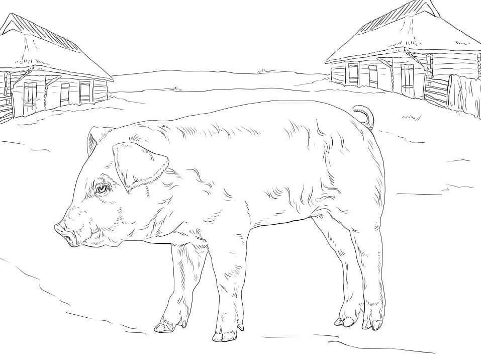 Lechón de Granja