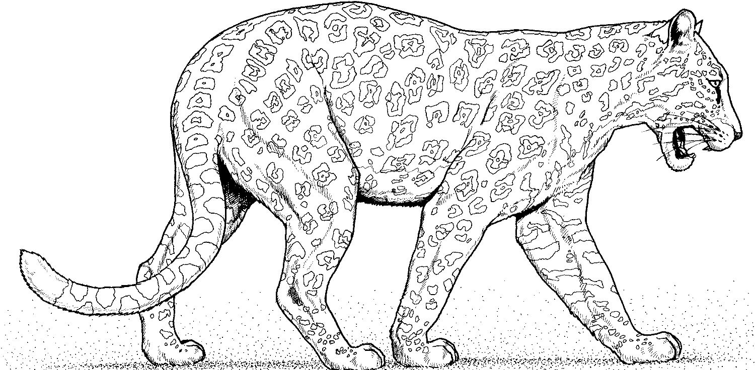 Leopardo Caminando