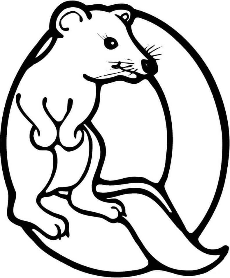 Letra Q De Quokka