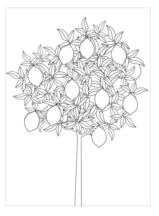 Limonero