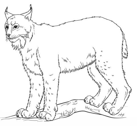 Lince Básico