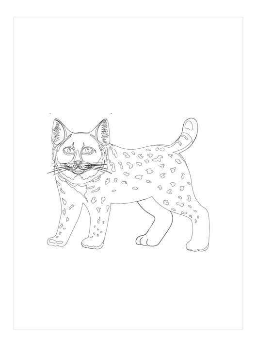 Lince Dibujo