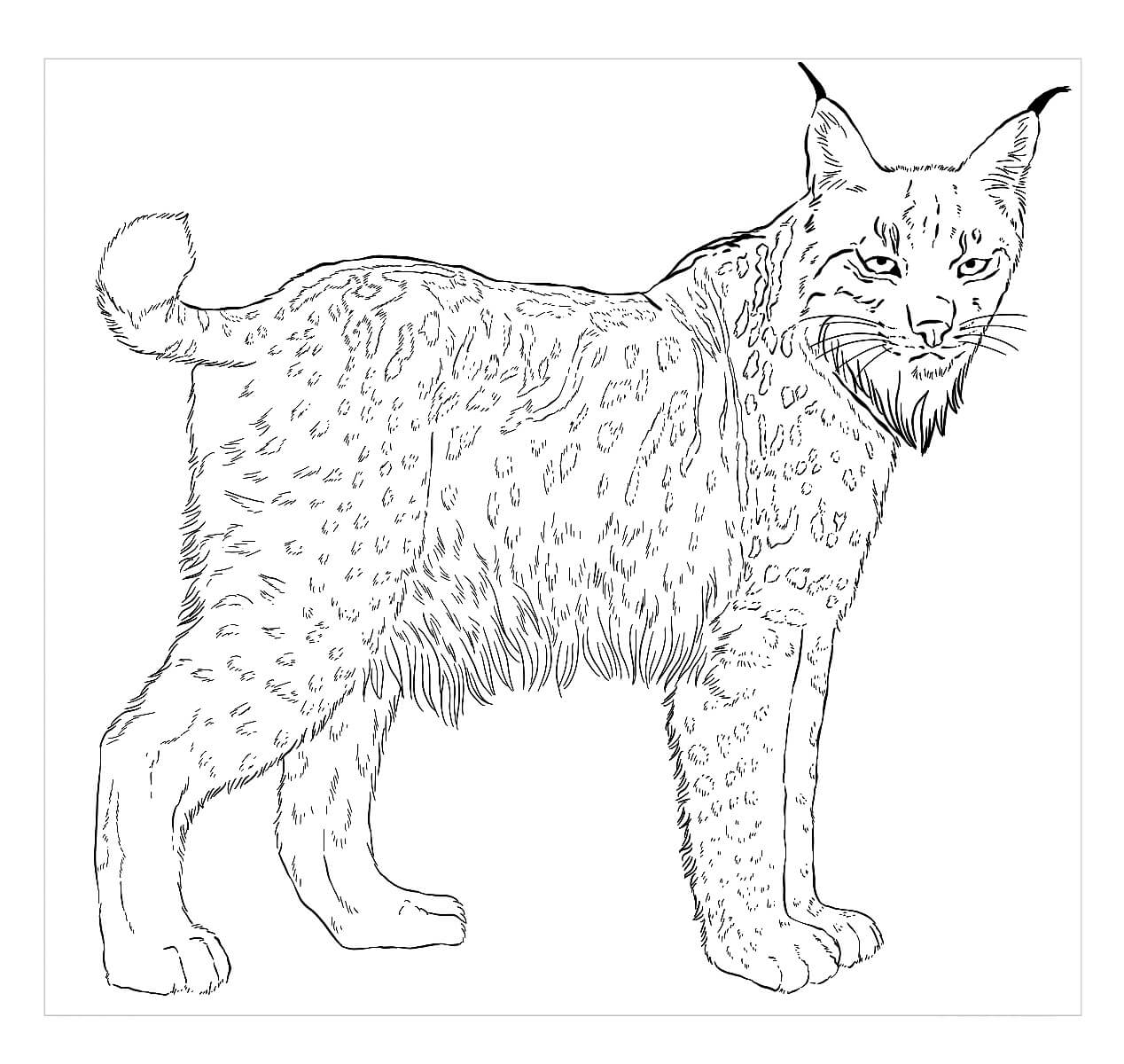 Lince Iberico