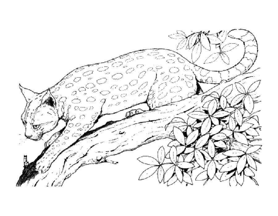 Lince Imprimible