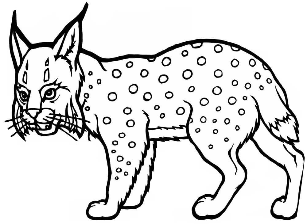 Lince Normal