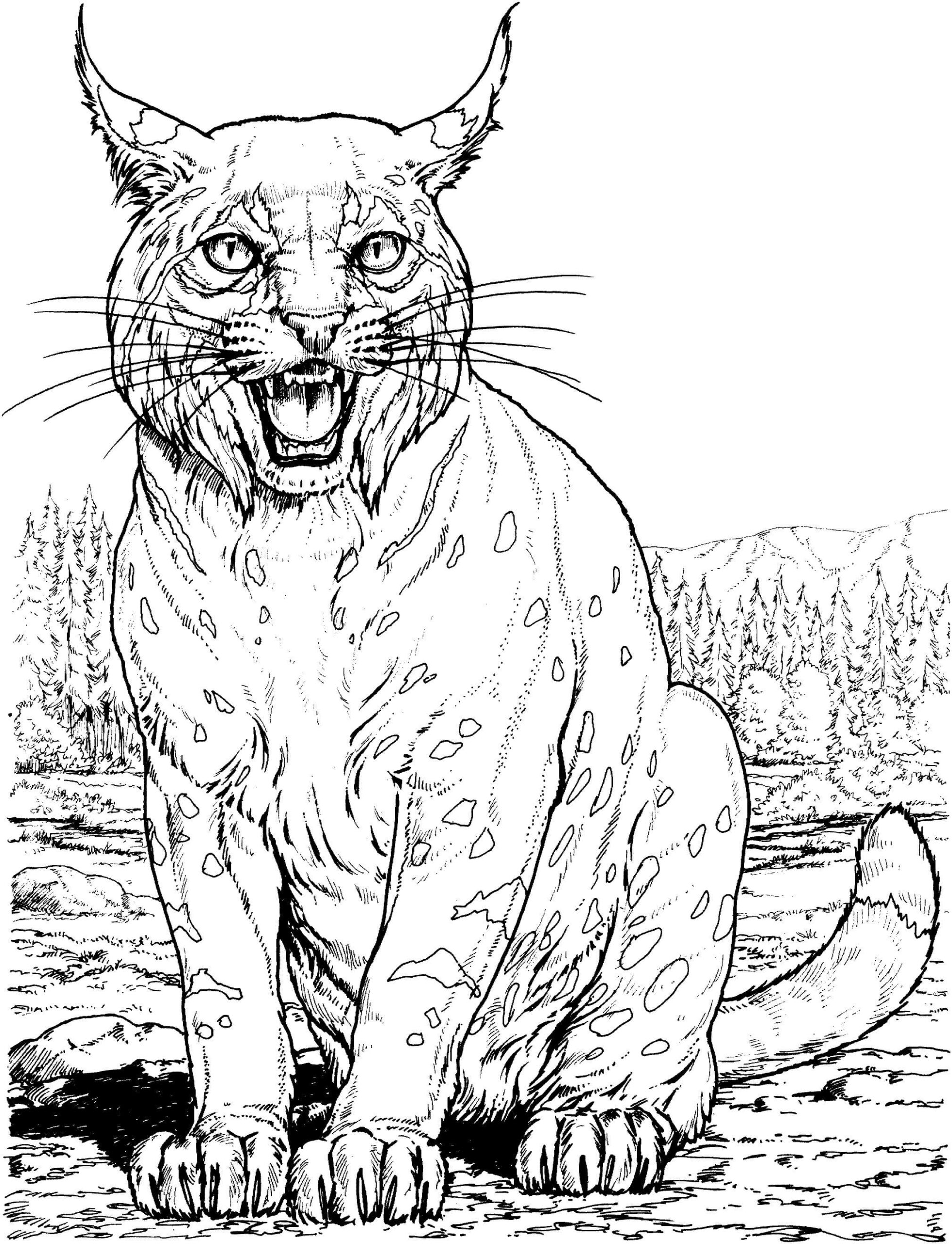 Lince Sentado