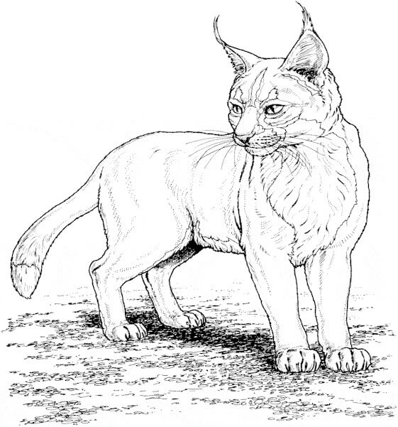 Lince Simple