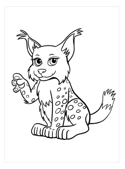 Lince Sonriendo