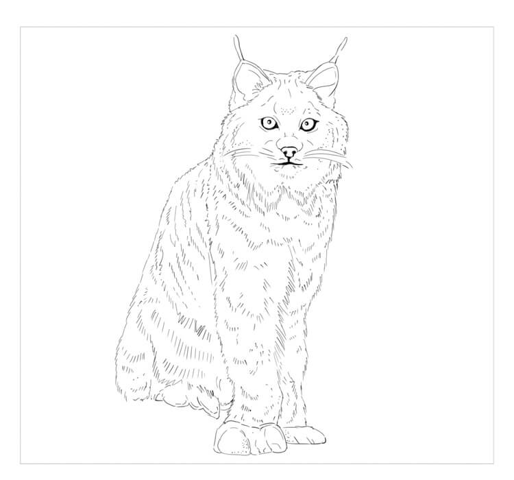 Lince de Canadá Sentado