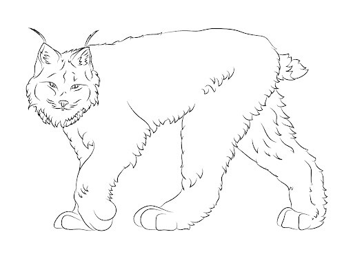 Lince de Canadá