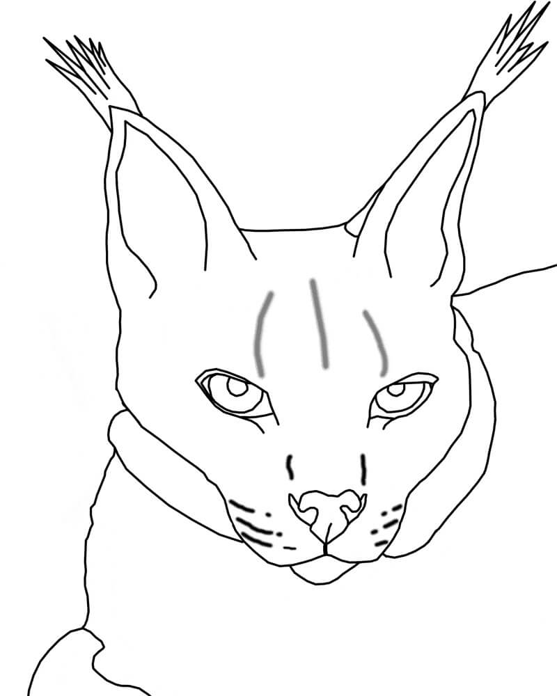 Lince de la Cara