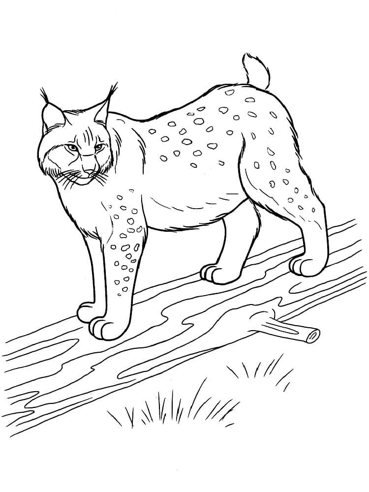 Lince de pie Sobre un Cuerpo de Madera