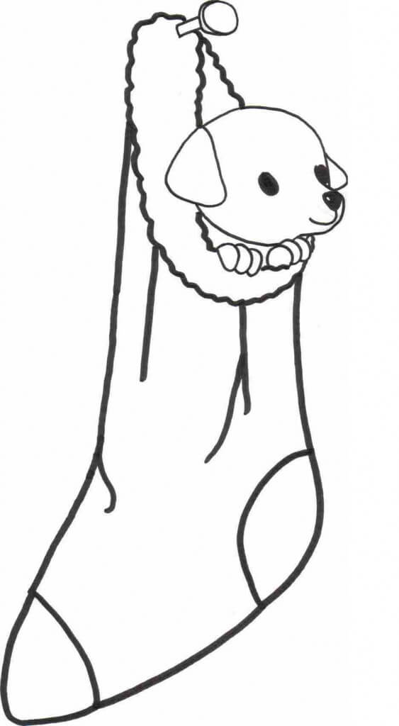 Lindo Cachorro