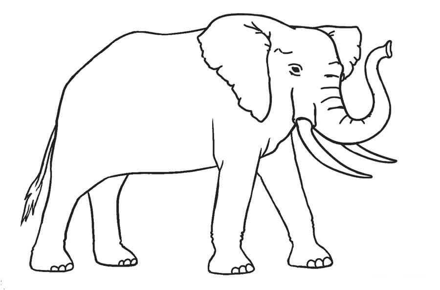 Lindo Elefante