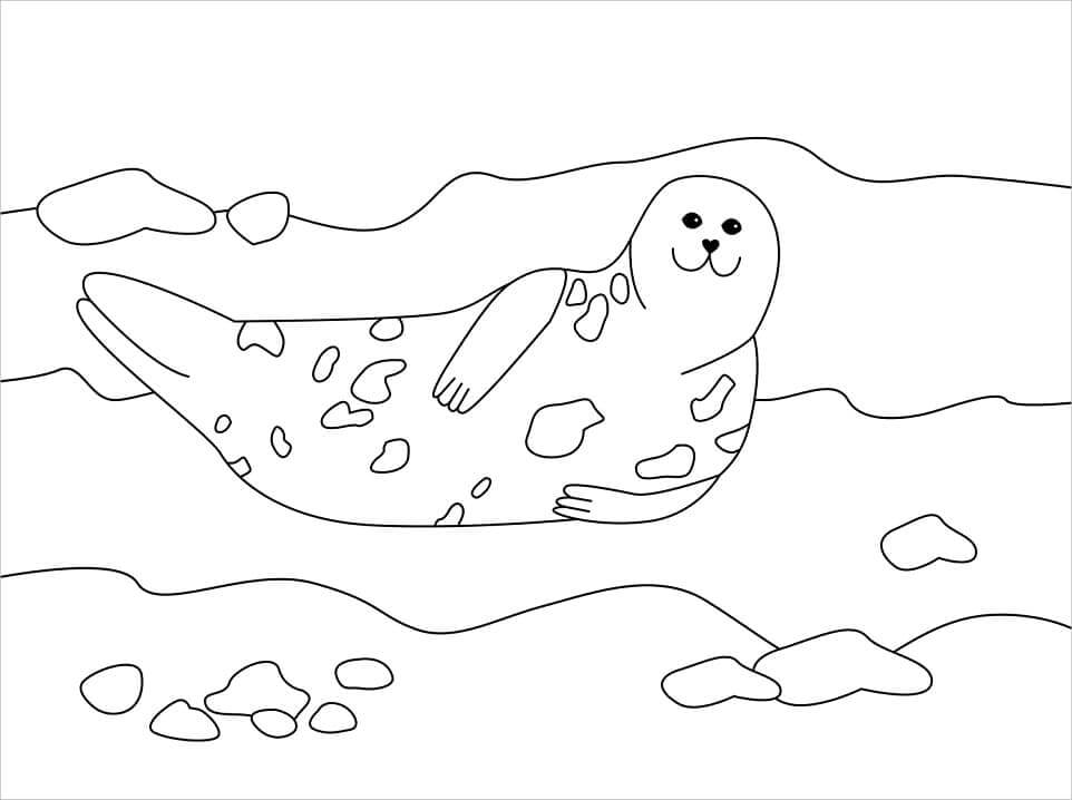 Lindo Foca Natación