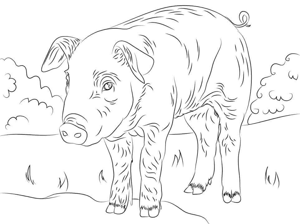 Lindo Lechón