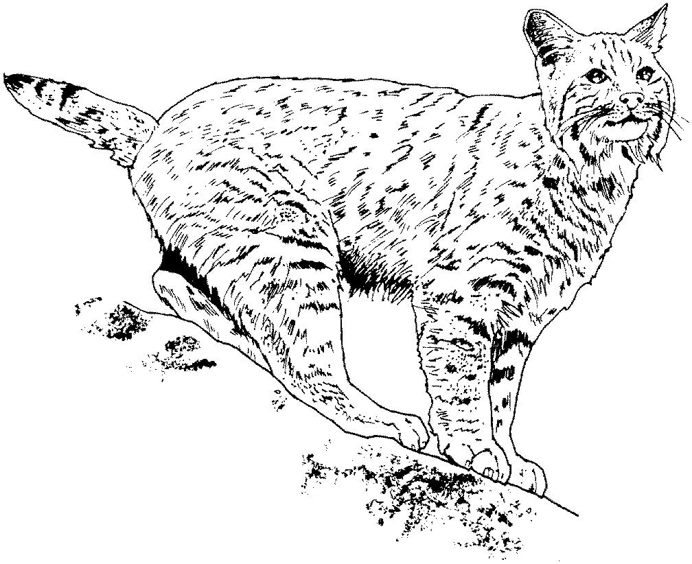 Lindo Lince