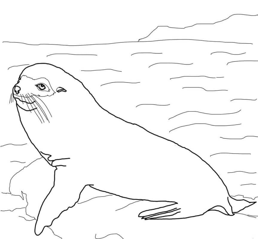 Lobo Marino de Galápagos
