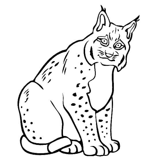 Lince