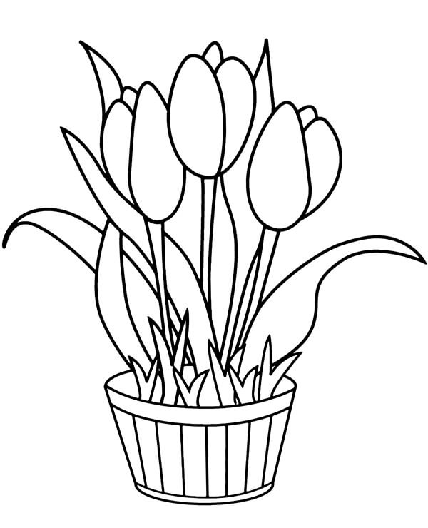 Maceta con Tulipanes