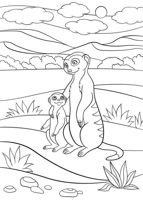 Madre e Hijo Suricata