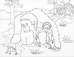 Mamá y Bebé Orangután