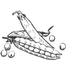 Mano Dibujar Frijoles