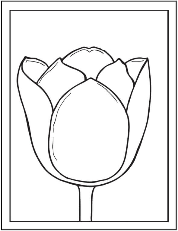 Marcos de Fotos de Tulipanes