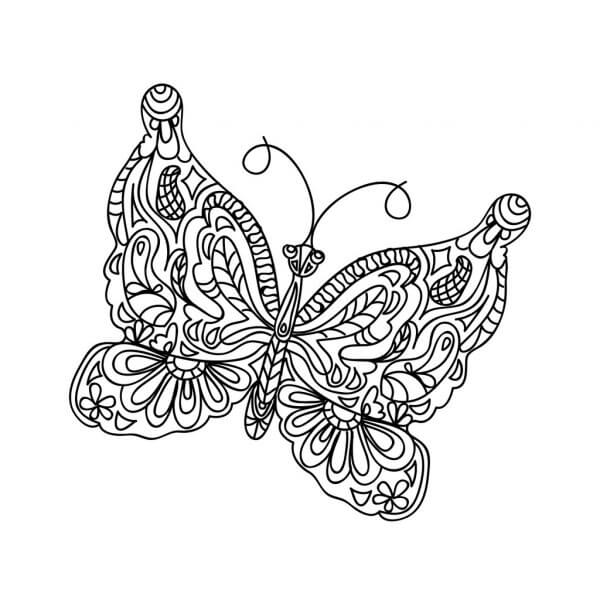 Mariposa Adulto