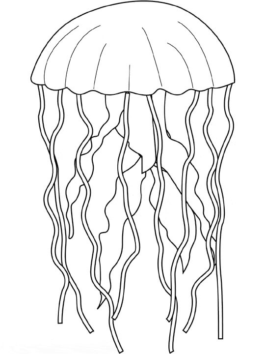Medusas