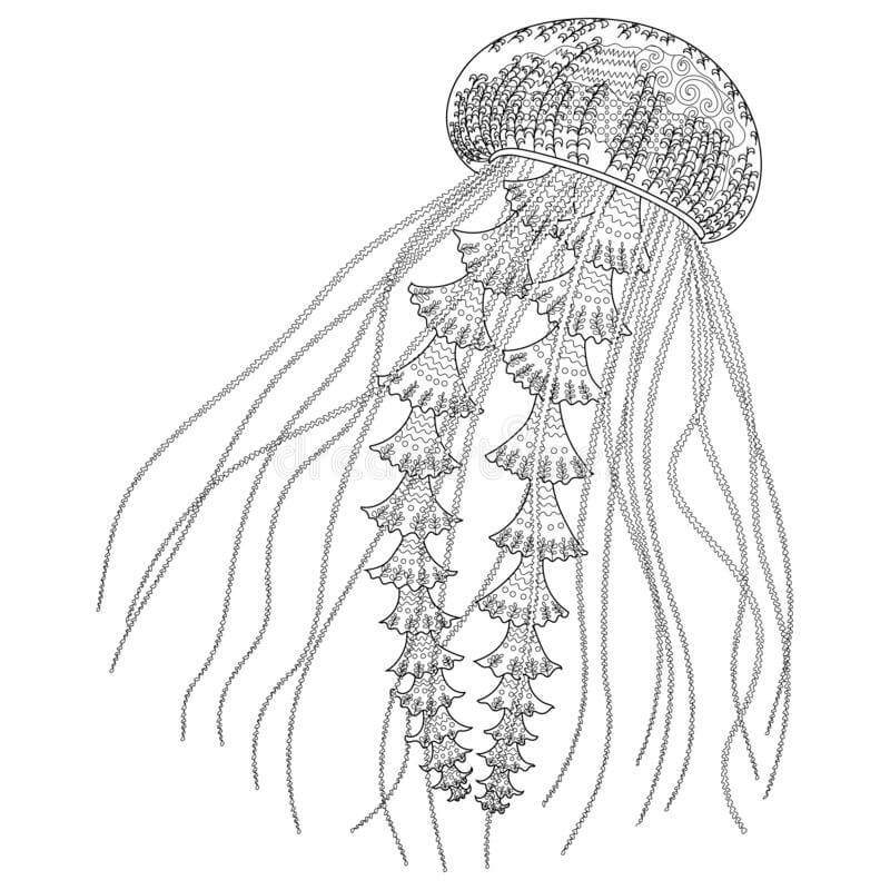 Medusas muy Detalladas