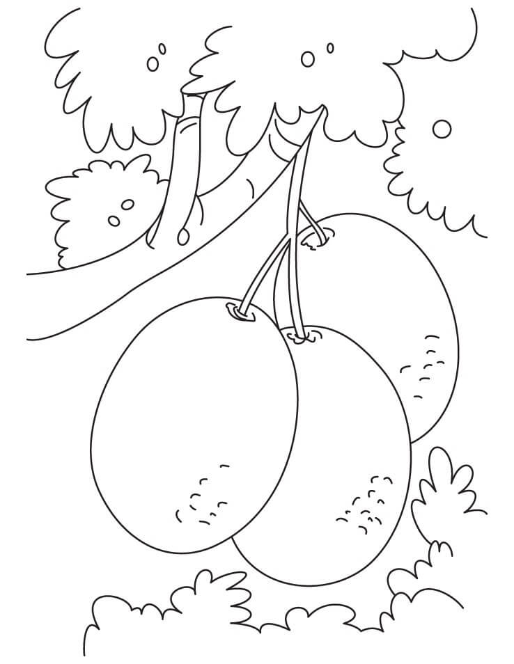 Montón de kiwi en el Árbol