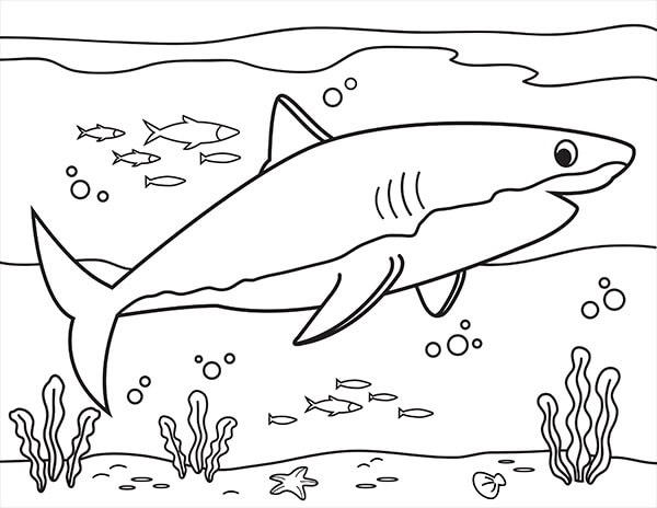 Natación de Tiburones