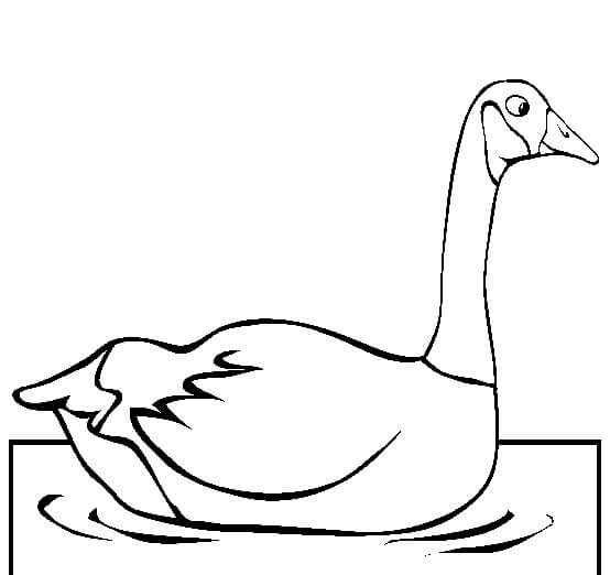 Natación del Ganso