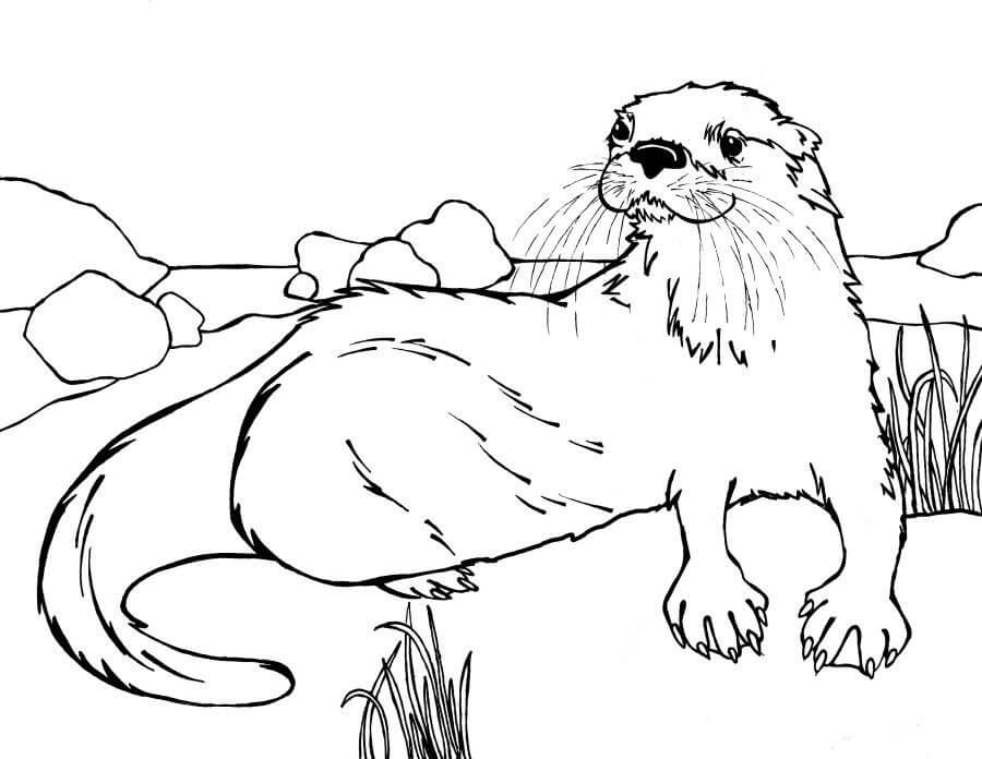 Nutria Acostado