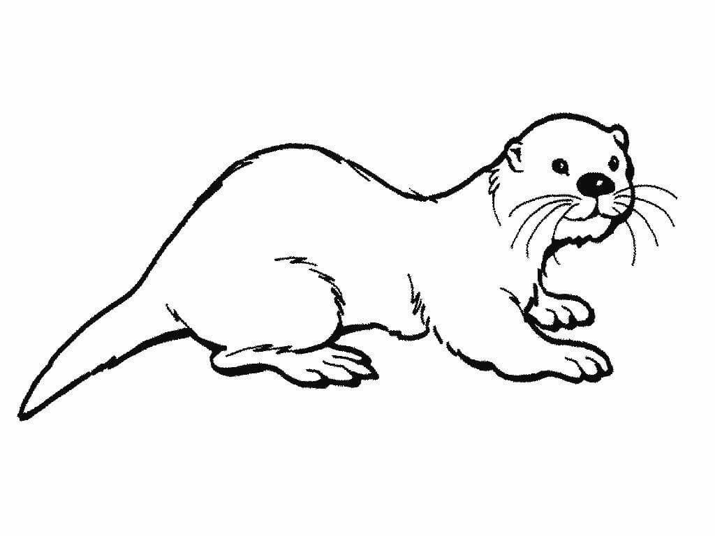 Nutria Básica