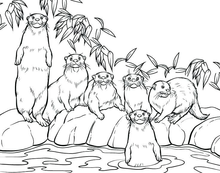 Nutria Familiar