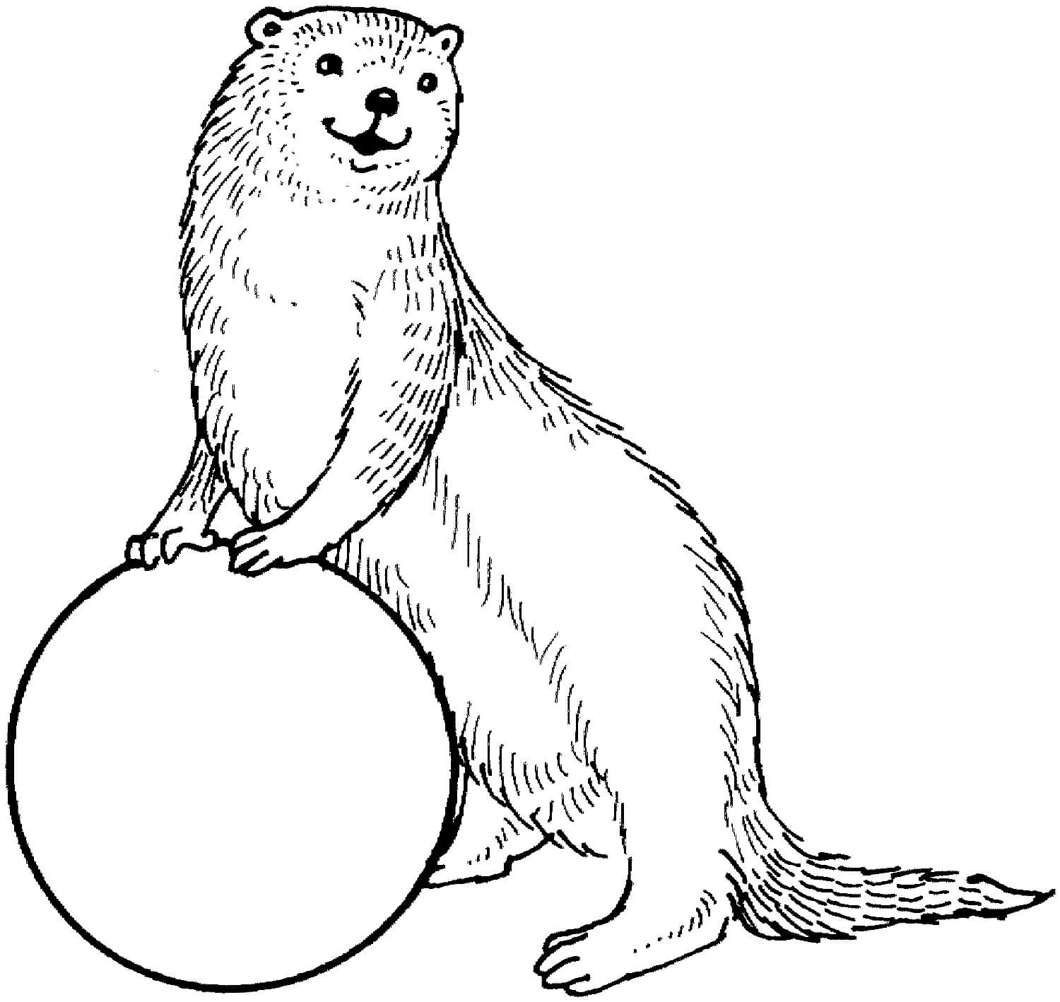 Nutria con Pelota