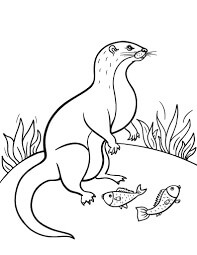 Nutria