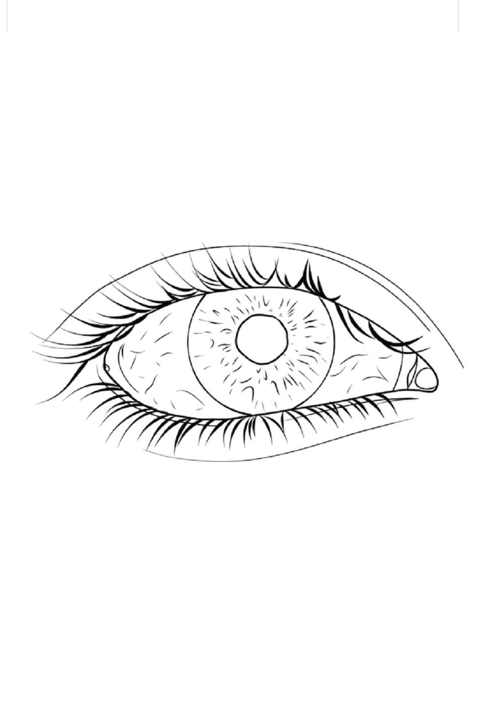 Ojo Normal