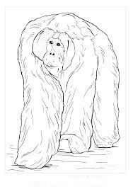 Orangután Caminando